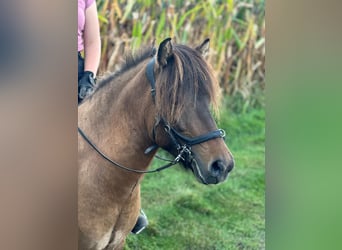 Caballos islandeses, Caballo castrado, 4 años, 138 cm, Bayo