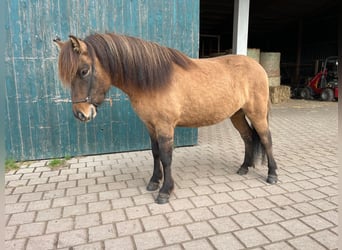 Caballos islandeses, Caballo castrado, 4 años, 138 cm, Bayo