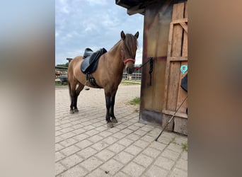 Caballos islandeses, Caballo castrado, 4 años, 138 cm, Bayo