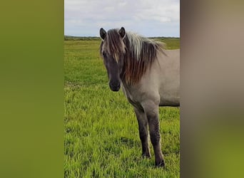 Caballos islandeses, Caballo castrado, 4 años, 140 cm, Bayo