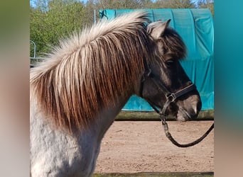 Caballos islandeses, Caballo castrado, 4 años, 140 cm, Bayo