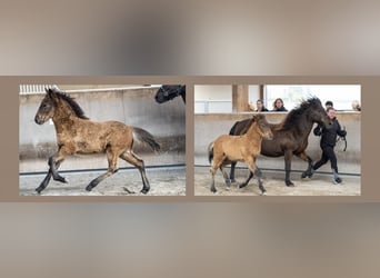 Caballos islandeses, Caballo castrado, 4 años, 140 cm, Castaño