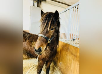 Caballos islandeses, Caballo castrado, 4 años, 140 cm, Castaño