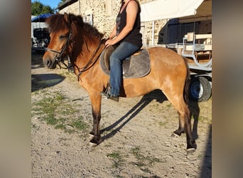 Caballos islandeses, Caballo castrado, 4 años, 140 cm, Castaño