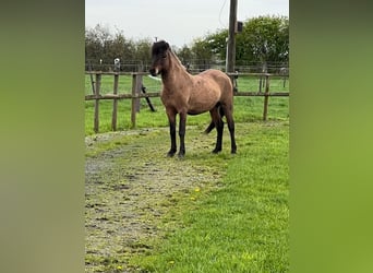 Caballos islandeses, Caballo castrado, 4 años, 143 cm, Bayo