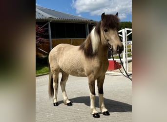 Caballos islandeses, Caballo castrado, 4 años, 143 cm, Pío