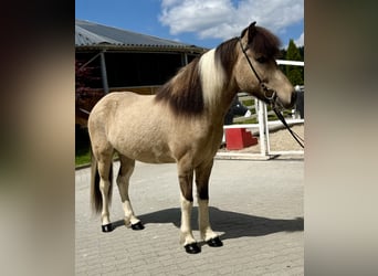 Caballos islandeses, Caballo castrado, 4 años, 143 cm, Pío
