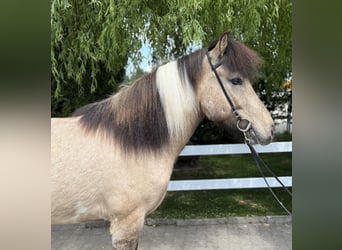 Caballos islandeses, Caballo castrado, 4 años, 143 cm, Pío