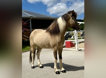 Caballos islandeses, Caballo castrado, 4 años, 143 cm, Pío