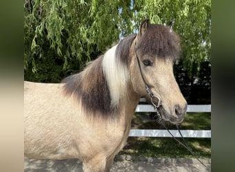Caballos islandeses, Caballo castrado, 4 años, 143 cm, Pío