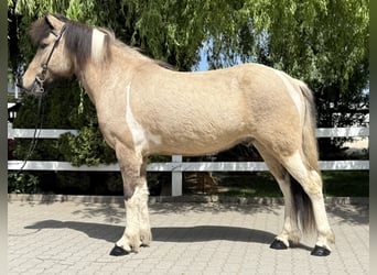 Caballos islandeses, Caballo castrado, 4 años, 143 cm, Pío