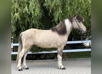 Caballos islandeses, Caballo castrado, 4 años, 143 cm, Pío