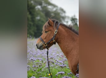 Caballos islandeses, Caballo castrado, 4 años, 144 cm, Castaño