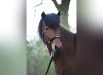 Caballos islandeses, Caballo castrado, 4 años, 144 cm, Castaño