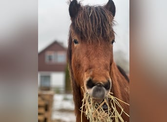 Caballos islandeses, Caballo castrado, 4 años, 144 cm, Castaño