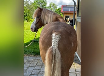 Caballos islandeses, Caballo castrado, 4 años, 148 cm, Alazán