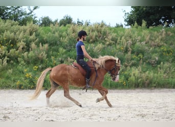 Caballos islandeses, Caballo castrado, 4 años, 148 cm, Alazán