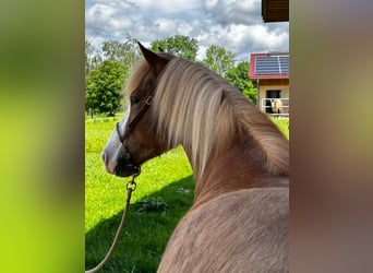 Caballos islandeses, Caballo castrado, 4 años, 148 cm, Alazán