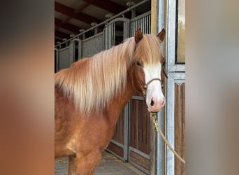 Caballos islandeses, Caballo castrado, 4 años, 148 cm, Alazán