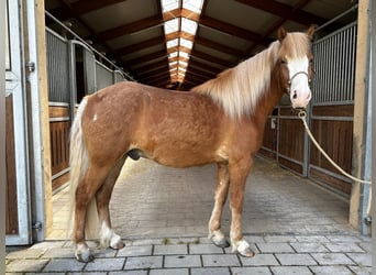 Caballos islandeses, Caballo castrado, 4 años, 148 cm, Alazán