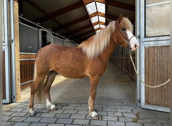 Caballos islandeses, Caballo castrado, 4 años, 148 cm, Alazán