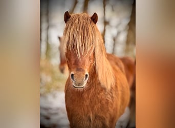 Caballos islandeses, Caballo castrado, 4 años, Alazán