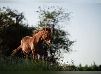 Caballos islandeses, Caballo castrado, 4 años, Alazán