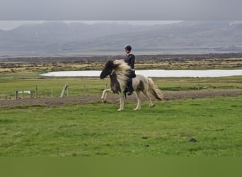 Caballos islandeses, Caballo castrado, 4 años, Pío