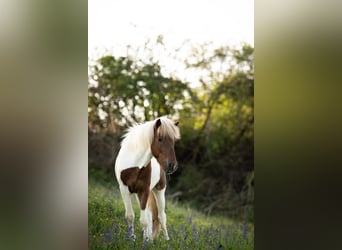 Caballos islandeses, Caballo castrado, 4 años, Pío
