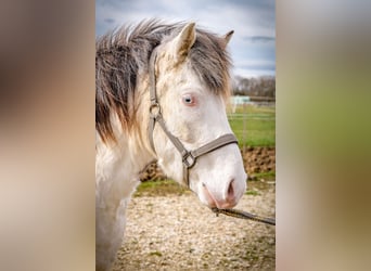 Caballos islandeses, Caballo castrado, 4 años, Tordo
