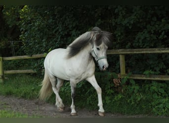 Caballos islandeses, Caballo castrado, 4 años, Tordo