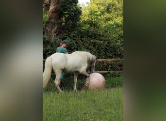 Caballos islandeses, Caballo castrado, 4 años, Tordo