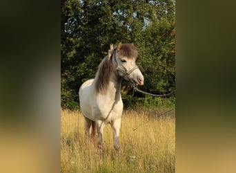 Caballos islandeses, Caballo castrado, 4 años, Tordo