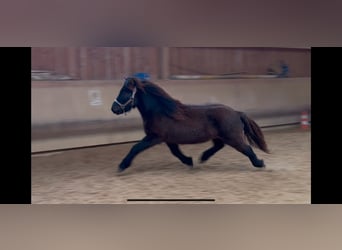 Caballos islandeses, Caballo castrado, 5 años, 132 cm, Negro