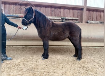 Caballos islandeses, Caballo castrado, 5 años, 132 cm, Negro