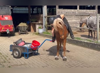 Caballos islandeses, Caballo castrado, 5 años, 133 cm, Alazán