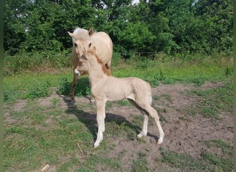 Caballos islandeses, Caballo castrado, 5 años, 135 cm, Bayo