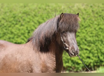 Caballos islandeses, Caballo castrado, 5 años, 135 cm, Negro