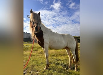 Caballos islandeses, Caballo castrado, 5 años, 136 cm, Overo-todas las-capas