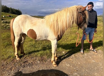 Caballos islandeses, Caballo castrado, 5 años, 136 cm, Overo-todas las-capas