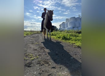 Caballos islandeses, Caballo castrado, 5 años, 136 cm, Overo-todas las-capas