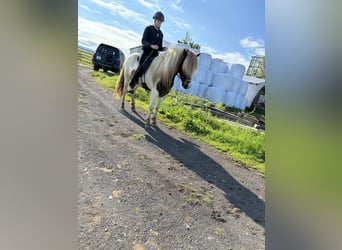 Caballos islandeses, Caballo castrado, 5 años, 136 cm, Overo-todas las-capas