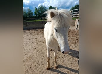 Caballos islandeses, Caballo castrado, 5 años, 136 cm, Tordo