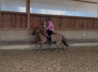 Caballos islandeses, Caballo castrado, 5 años, 137 cm, Bayo