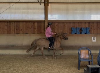 Caballos islandeses, Caballo castrado, 5 años, 137 cm, Bayo