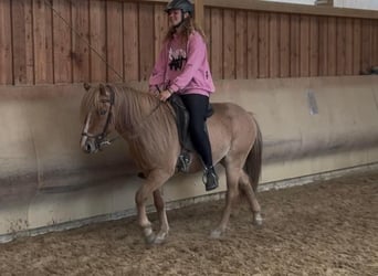 Caballos islandeses, Caballo castrado, 5 años, 137 cm, Bayo