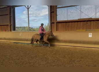 Caballos islandeses, Caballo castrado, 5 años, 137 cm, Bayo