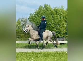 Caballos islandeses, Caballo castrado, 5 años, 137 cm, Tordillo negro