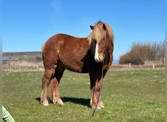 Caballos islandeses, Caballo castrado, 5 años, 138 cm, Alazán