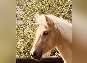 Caballos islandeses, Caballo castrado, 5 años, 139 cm, Palomino